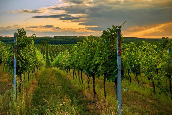Weißwein aus Italien